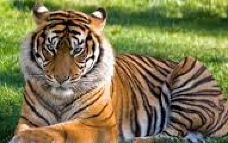 Important Wildlife Conservation Projects in India